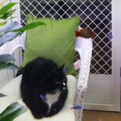 adelaide hills cattery